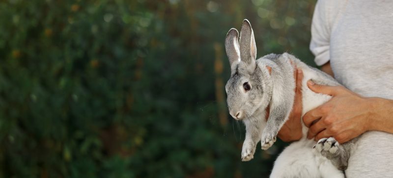 Grey,Adorable,Bunny,In,Man,Hands.,Cute,Pet,Rabbit,Being