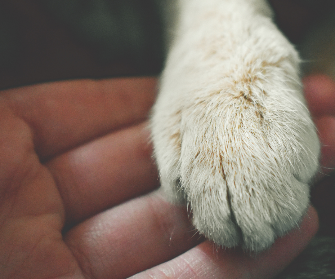 Hand in Paw